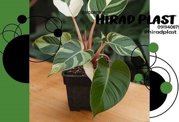 گلدان پلاستیکی جعبه