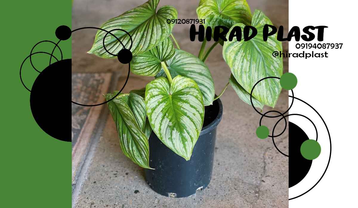 گلدان پلاستیکی مشکی