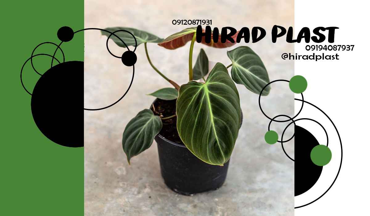 گلدان پلاستیکی گلخانه ای