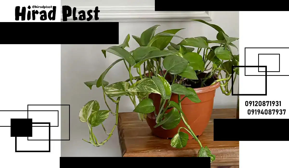 گلدان خانگی