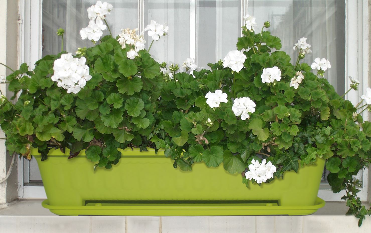 تولیدی گلدان پلاستیکی