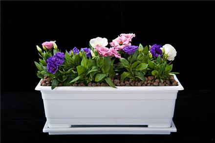 گلدان پلاستیکی تزئینی ارزان