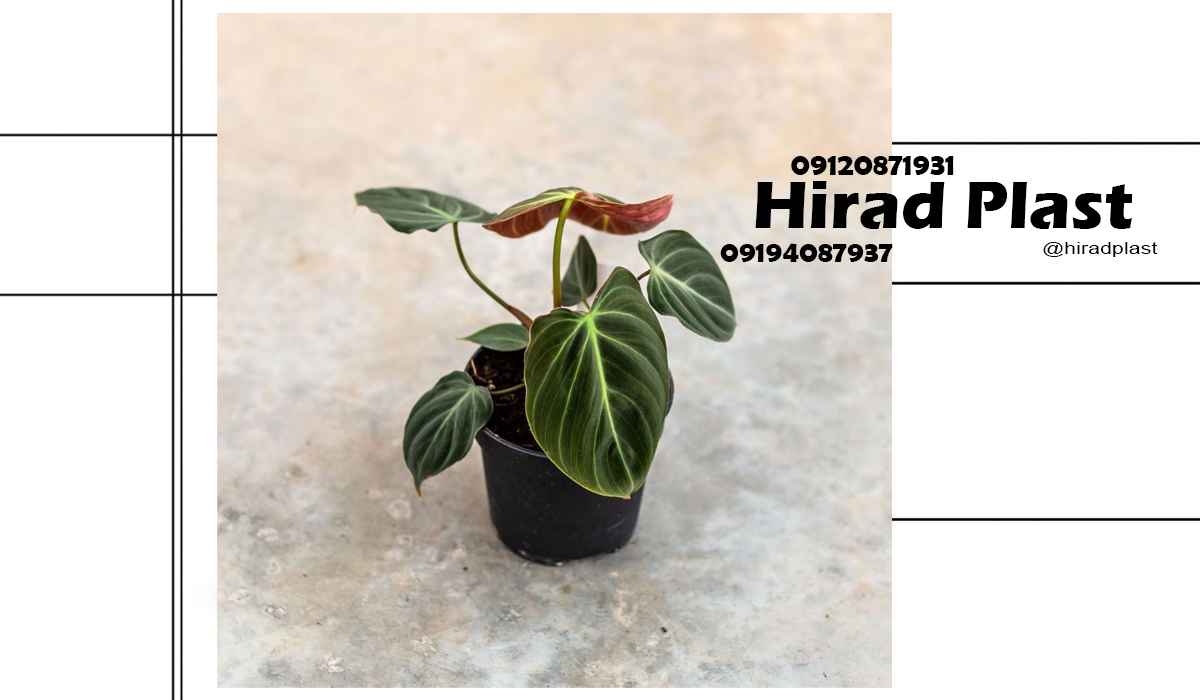 خرید گلدان پلاستیکی