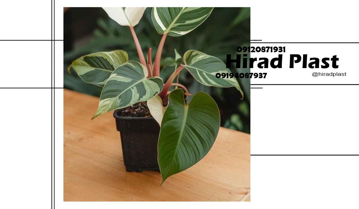 گلدان پلاستیکی کشاورزی