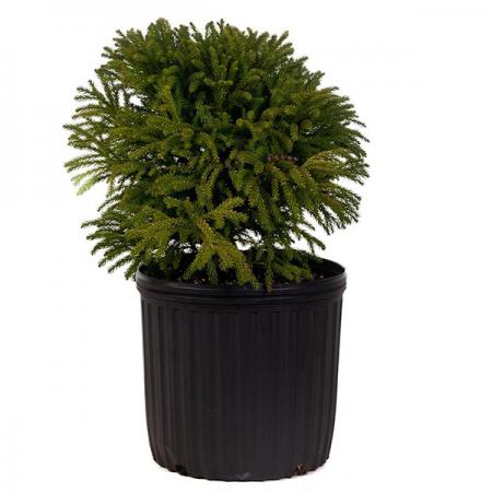 دانستنی ها در مورد گلدان پلاستیکی شیار دار