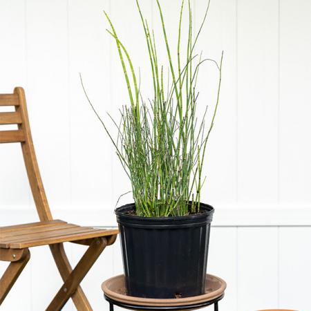 مراکز پخش مستقیم گلدان پلاستیکی سیاه