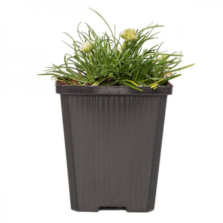 مشخصات قابل توجه گلدان پلاستیکی مستطیلی