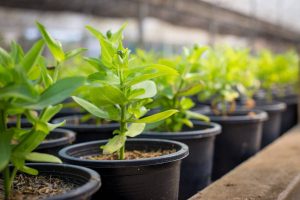 پخش عمده ی گلدان پلاستیکی