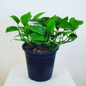 پخش عمده ی گلدان پلاستیکی