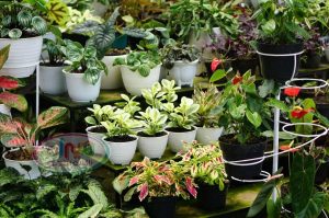 پخش عمده ی گلدان پلاستیکی