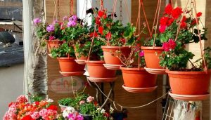 گلدان پلاستیکی تراس