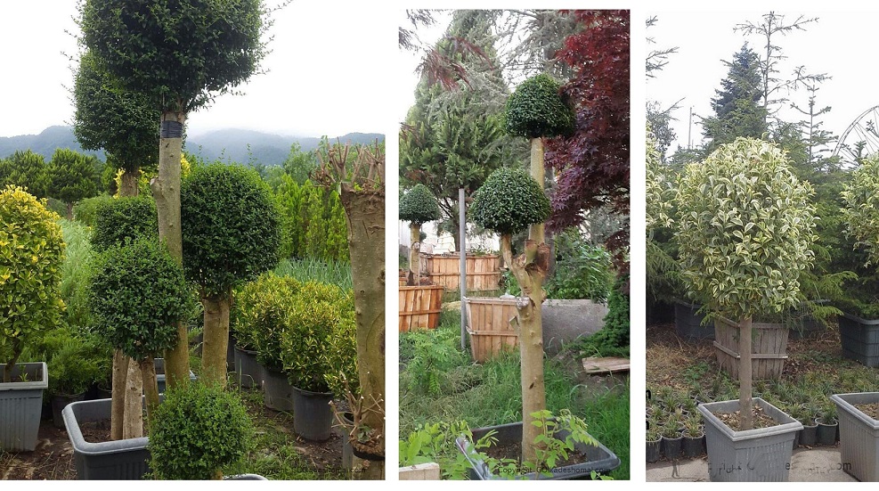 گلدان ارزان قیمت پلاستیکی