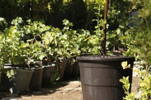 پخش عمده ی گلدان پلاستیکی