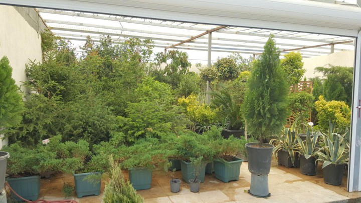 گلدان ارزان قیمت پلاستیکی