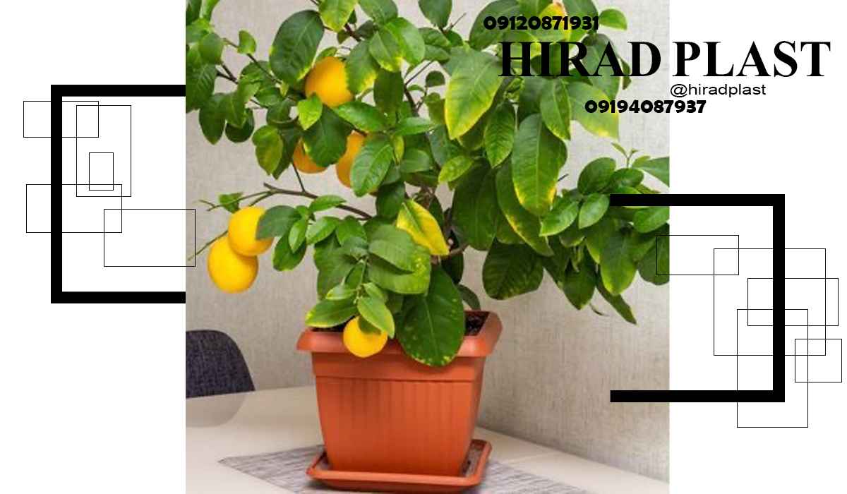 گلدان پلاستیکی ارزان