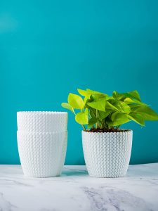 فروش گلدانهای پلاستیکی به صورت عمده