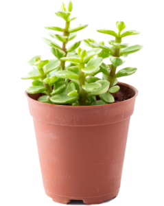 مزایای استفاده از گلدانهای پلاستیکی گلخانه ای