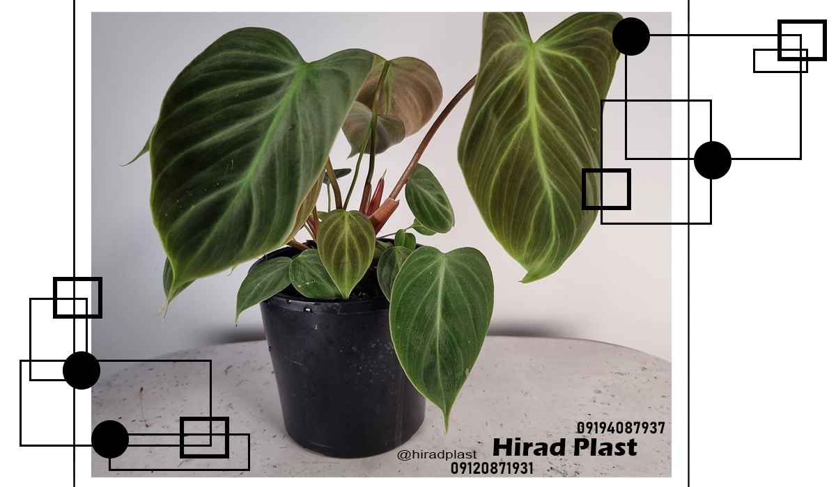 گلدان پلاستیکی سطلی