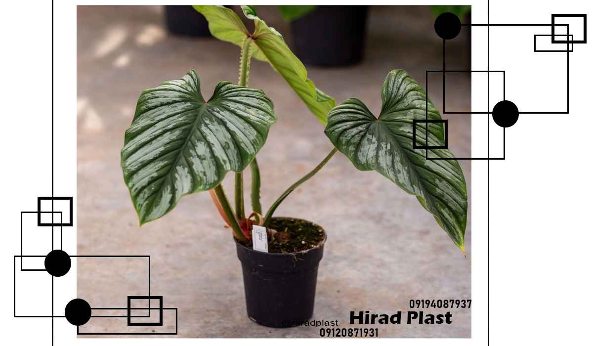 گلدان پلاستیکی نهال