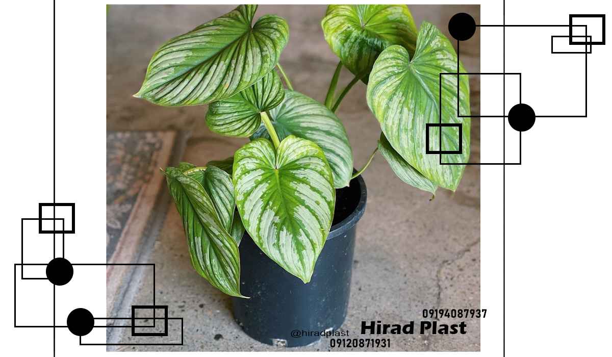 گلدان پلاستیکی ژله ای