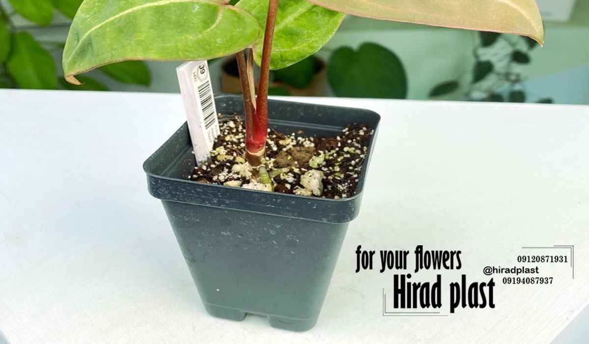 گلدان جعبه ای مشکی