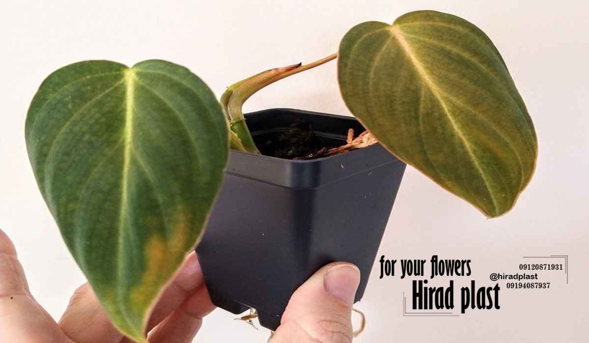 گلدان مربعی مشکی