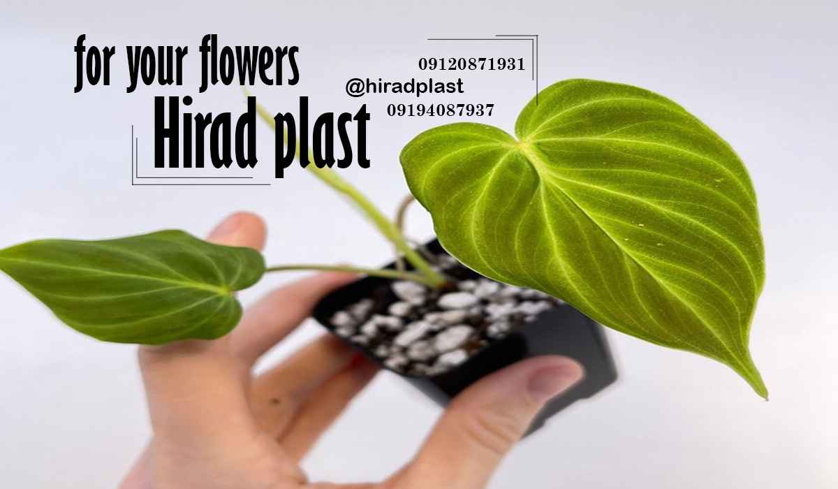 گلدان پلاستیکی