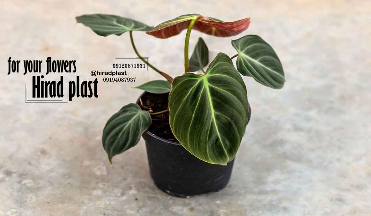 گلدان گلخانه ای مشکی