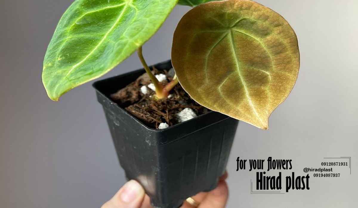 گلدان گلخانه ای