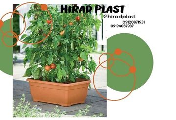 گلدان آپارتمانی