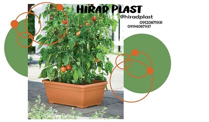 گلدان آپارتمانی