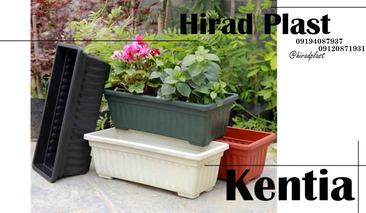 گلدان کنتیا