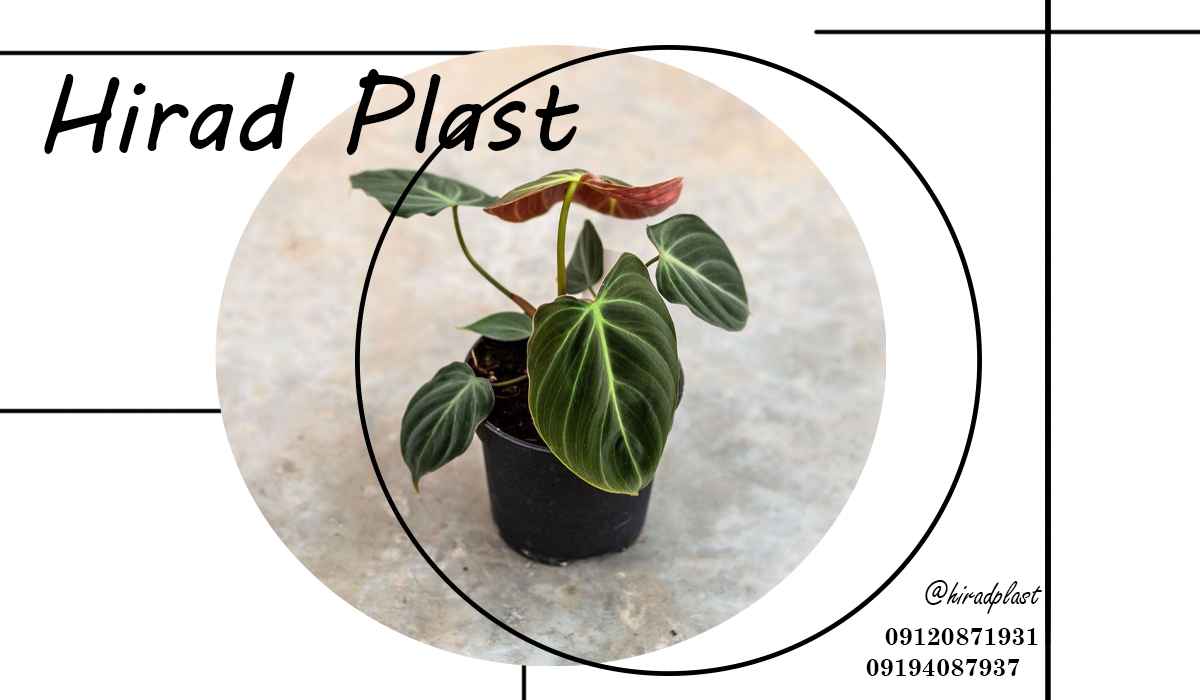 خرید گلدان گلخانه ای