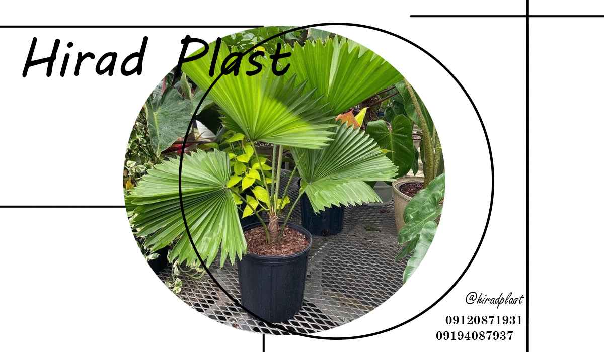 گلدان گلخانه ای مشکی