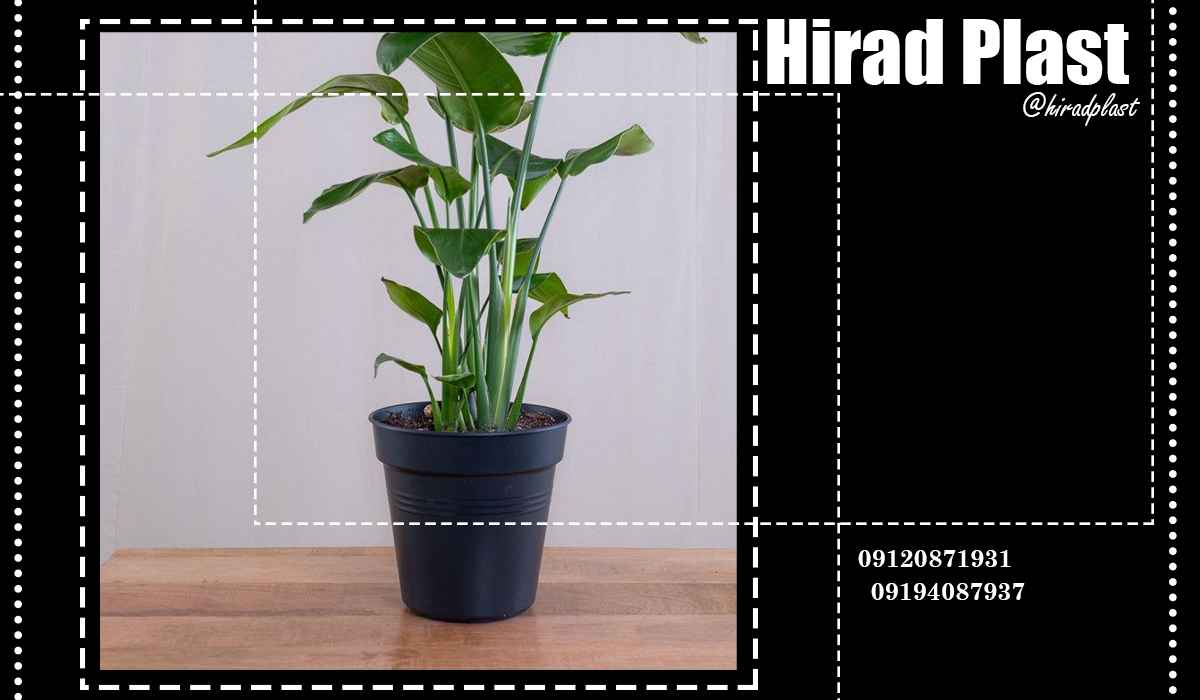 خرید گلدان گلخانه ای