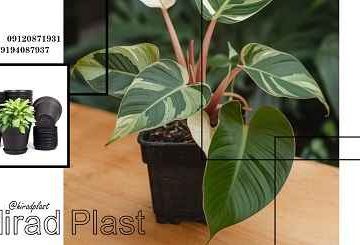 گلدان جعبه ای