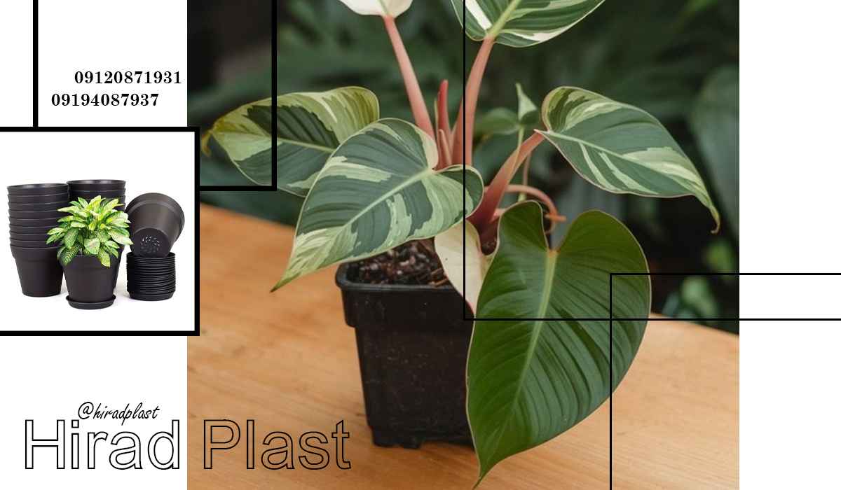 گلدان پلاستیکی