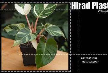 گلدان گلخانه ای