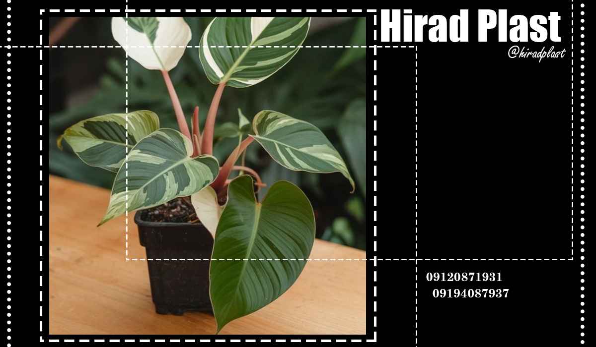 گلدان گلخانه ای مشکی