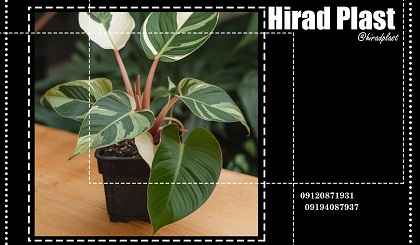 گلدان گلخانه ای
