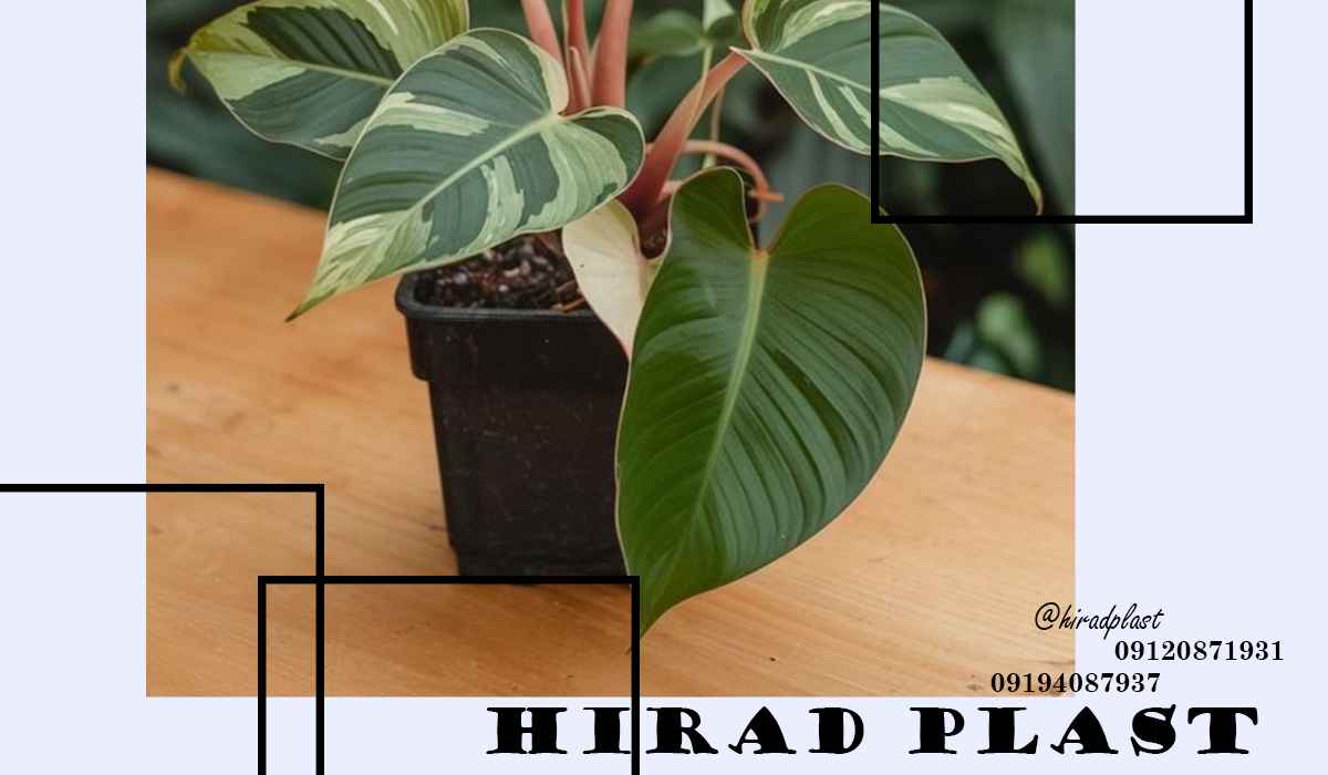 خرید گلدان پلاستیکی