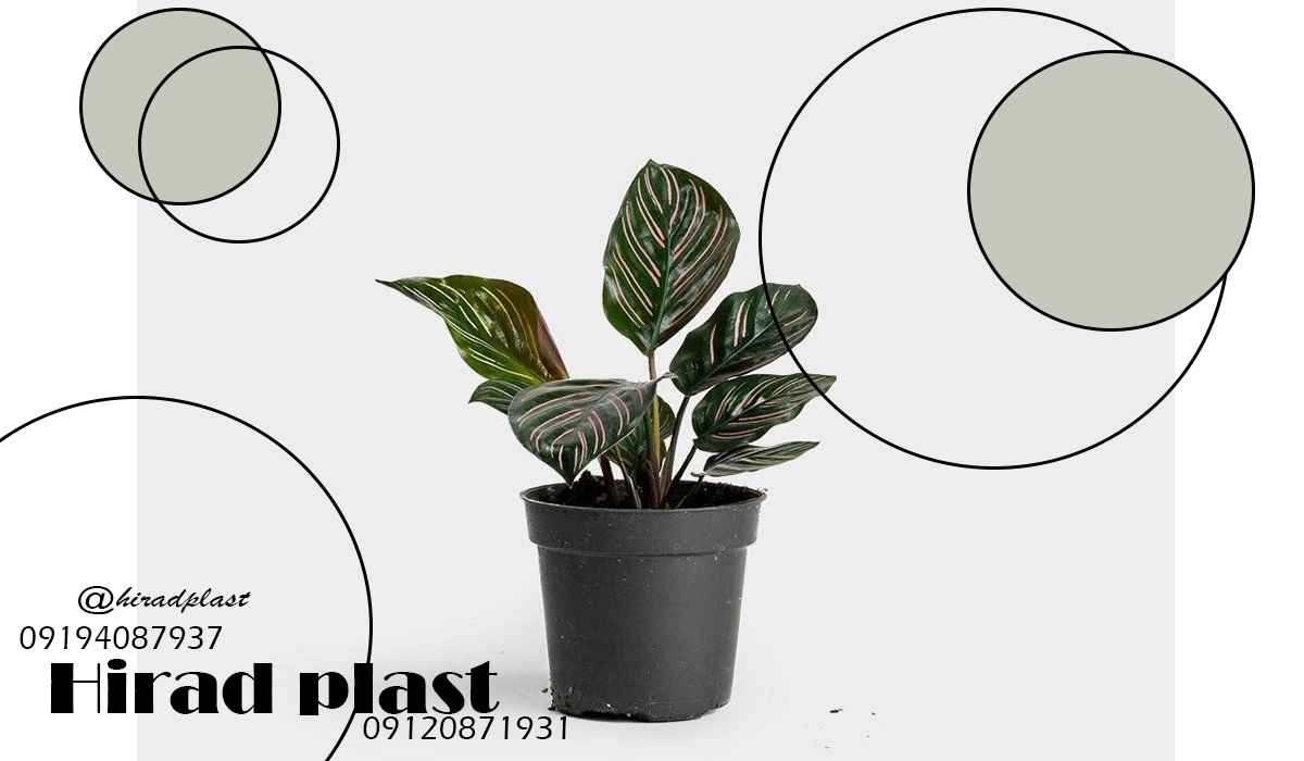 خرید گلدان پلاستیکی