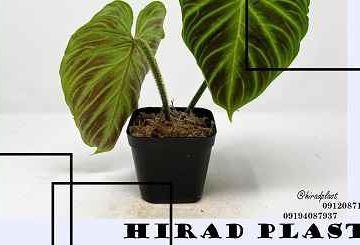 گلدان پلاستیکی