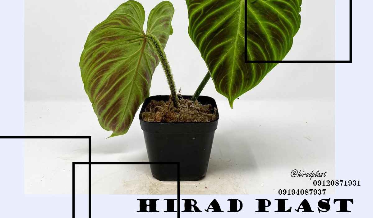 گلدان پلاستیکی کشاورزی