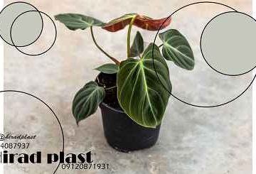 گلدان پلاستیکی گلخانه ای