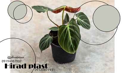 گلدان پلاستیکی گلخانه ای