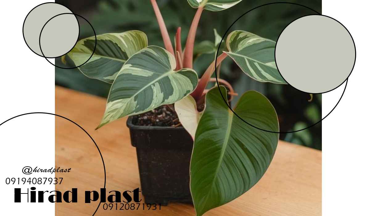 گلدان پلاستیکی گلخانه