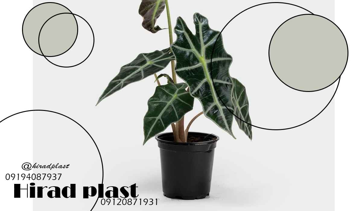 گلدان کشاورزی