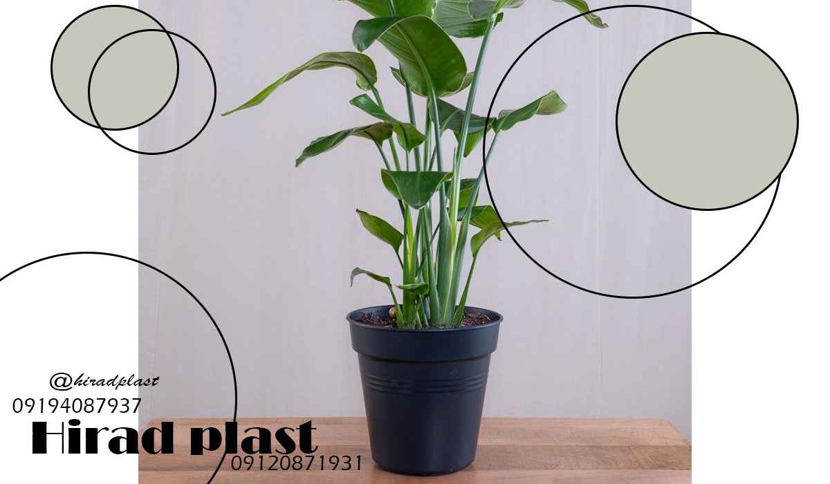 گلدان گلخانه ای