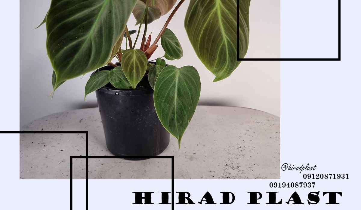 گلدان گلخانه ای